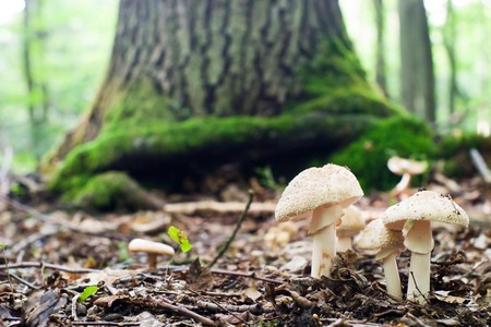 forest mushroom in moss after bir longtime rainの写真素材