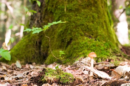 forest mushroom in moss after bir longtime rainの写真素材