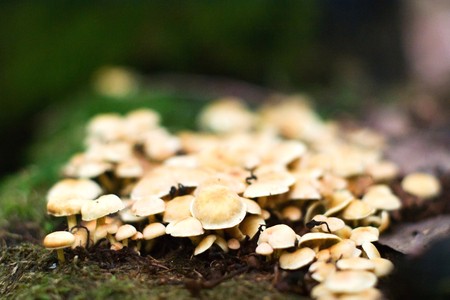 forest mushroom in moss after bir longtime rainの写真素材