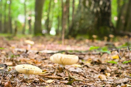 forest mushroom in moss after bir longtime rainの写真素材