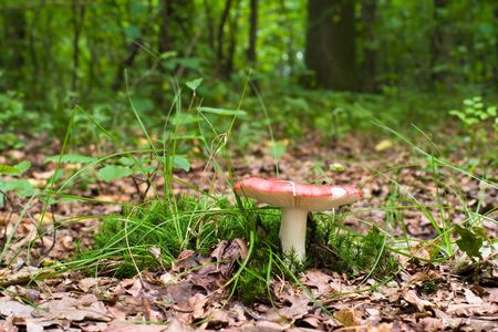forest mushroom in moss after bir longtime rainの写真素材