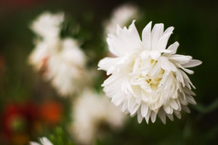 flowers on colorfull background - macro photoの写真素材