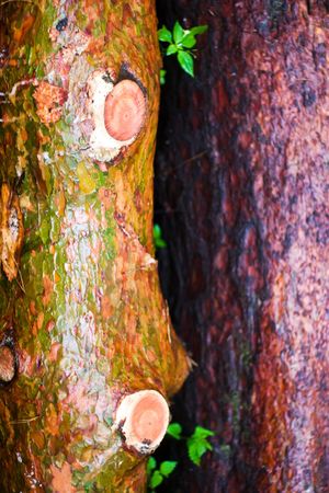spring landscape of young grey forest with bright blue skyの写真素材