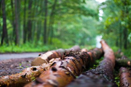 spring landscape of young grey forest with bright blue skyの写真素材