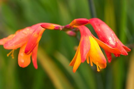 flowers on colorfull background - macro photoの写真素材