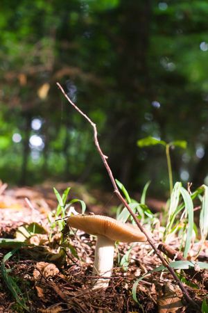 forest mushroom in moss after bir longtime rainの写真素材