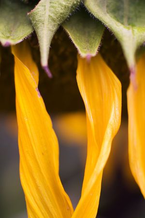 flowers on colorfull background - macro photoの写真素材