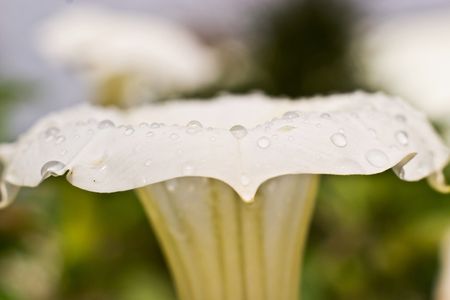 flowers on colorfull background - macro photoの写真素材
