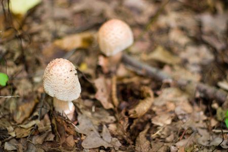 forest mushroom in moss after bir longtime rainの写真素材