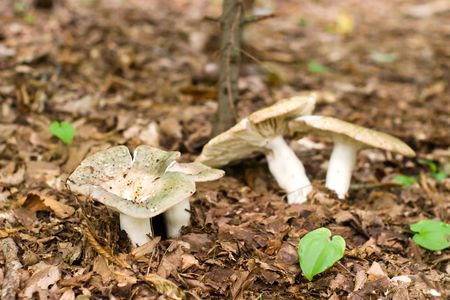 forest mushroom in moss after bir longtime rainの写真素材