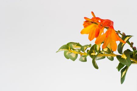 bouquet standing on the white table, isolated background