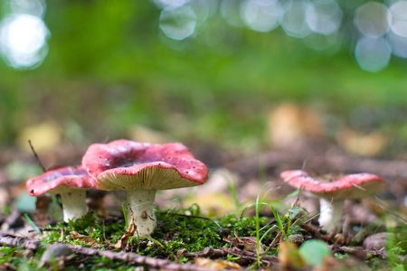 forest mushroom in moss after bir longtime rainの写真素材