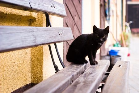 Kitten playing outside and looking at photographer (series Animals)の写真素材