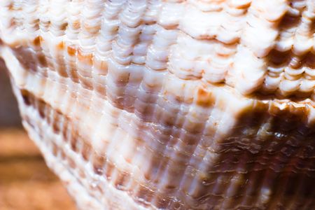 Closeup of a backlit nautilus shell showing its intricate pattern and details の写真素材