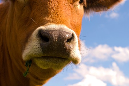 The young farm cow stands on field, (animals series)の写真素材