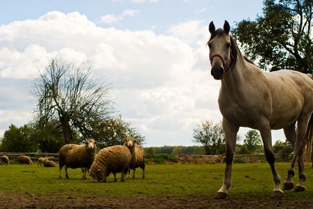 Beautiful Horse in a Green Meadow in sunny dayの写真素材