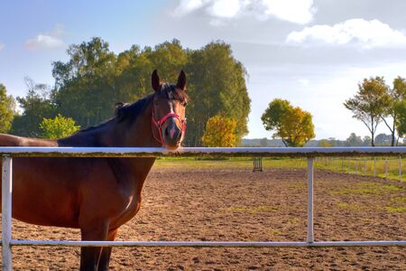 Beautiful Horse in a Green Meadow in sunny dayの写真素材