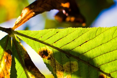 autumn background with colored leaves on wooden boardの写真素材