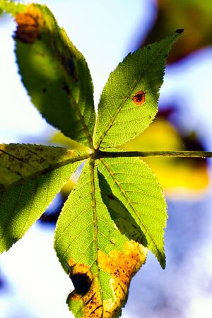 autumn background with colored leaves on wooden boardの写真素材
