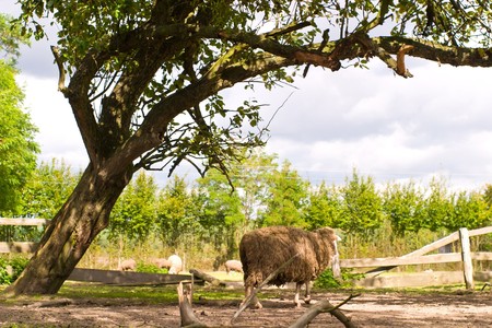 sheep on grass with blue sky, some looking at the cameraの写真素材