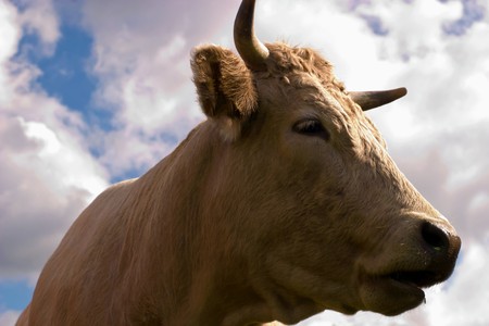 The young farm cow stands on field, (animals series)の写真素材