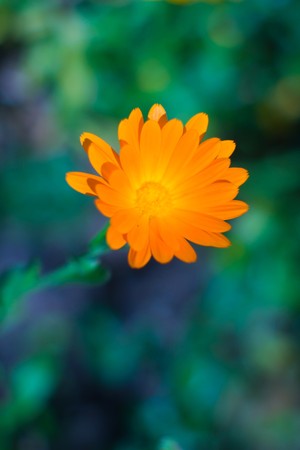 flowers on colorfull background - macro photoの写真素材