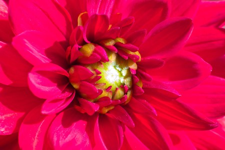 flowers on colorfull background - macro photoの写真素材
