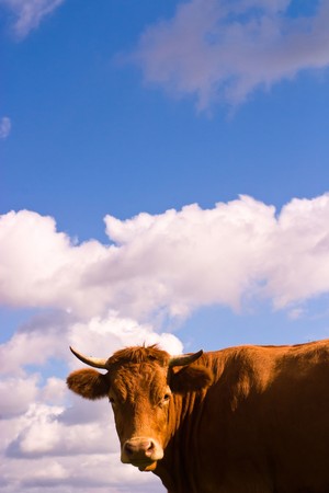 The young farm cow stands on field, (animals series)の写真素材