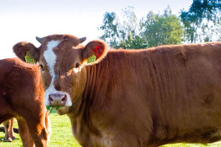 The young farm cow stands on field, (animals series)の写真素材