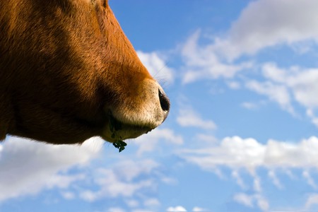 The young farm cow stands on field, (animals series)の写真素材