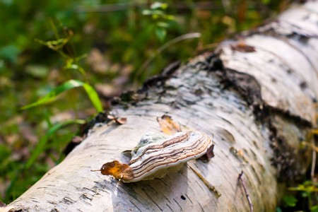 forest mushroom in moss after bir longtime rain