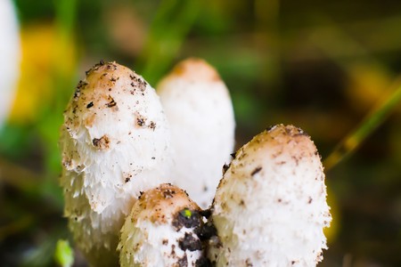 forest mushroom in moss after bir longtime rainの写真素材