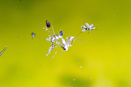 insect resting on a plant, insect sitting on a green grassの写真素材