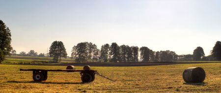 plants for natural background,fluffy wild plant grouped in sunny dayの写真素材