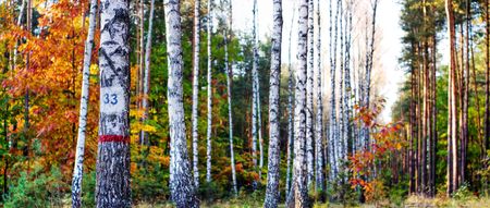 Sunlight in the green forest, summer timeの写真素材