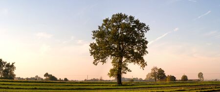 wooden structure standing near the forest on a sunny afternoonの写真素材