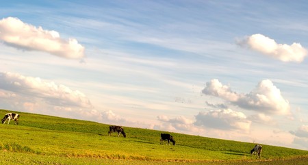 The young farm cow stands on field, (animals series)の写真素材