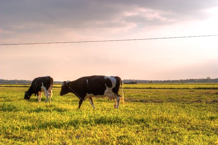 The young farm cow stands on field, (animals series)の写真素材