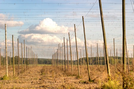 plants for natural background on agricultural field
の写真素材
