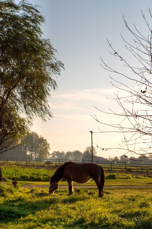 plants for natural background on agricultural field
の写真素材
