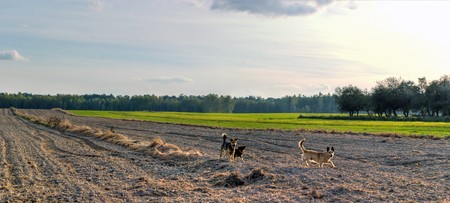 plants for natural background on agricultural field
の写真素材