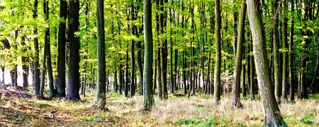 Sunlight in the green end yelow forest, autumn timeの写真素材