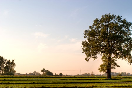 autumn landscape of young grey forest with bright blue skyの写真素材