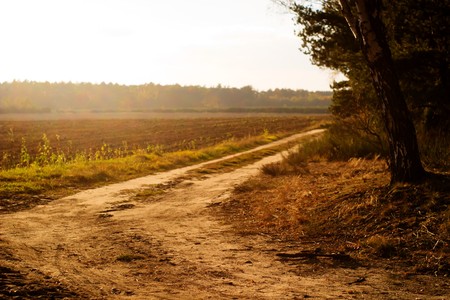 autumn landscape of young grey forest with bright blue skyの写真素材