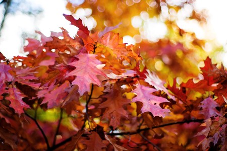 plants for natural background,fluffy wild plant grouped in sunny dayの写真素材
