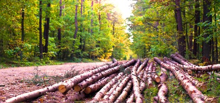 old grey wood textured for abstract backgroundの写真素材