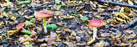 forest mushroom in moss after bir longtime rain