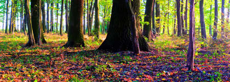 Sunlight in the green end yelow forest, autumn timeの写真素材
