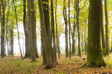 Sunlight in the green end yelow forest, autumn timeの写真素材