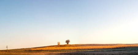 plants for natural background on agricultural field
の写真素材